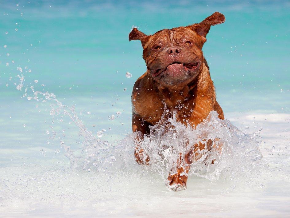 Dogue de bordeaux Estephé's Cookies N' Cream Chesto - 17 måneder - www.mgfoto.dk billede 1