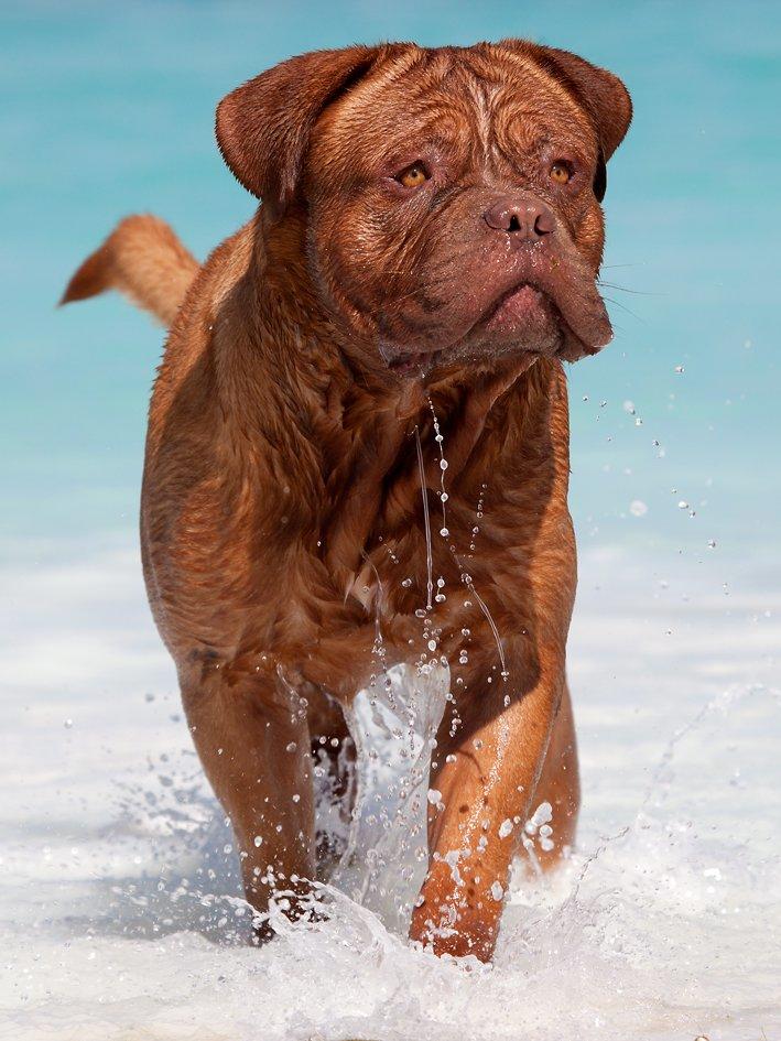 Dogue de bordeaux Estephé's Cookies N' Cream Chesto - 17 måneder - www.mgfoto.dk billede 17