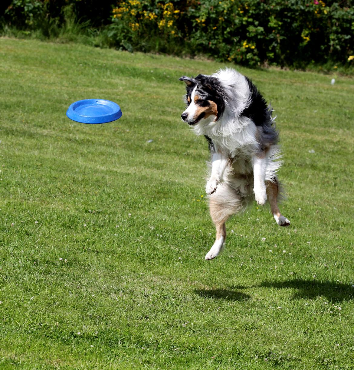 Australian shepherd Morgan <3 Sov sødt billede 2