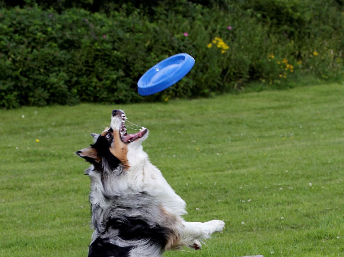 Australian shepherd Morgan <3 Sov sødt - Jeg har den, jeg har den! billede 4