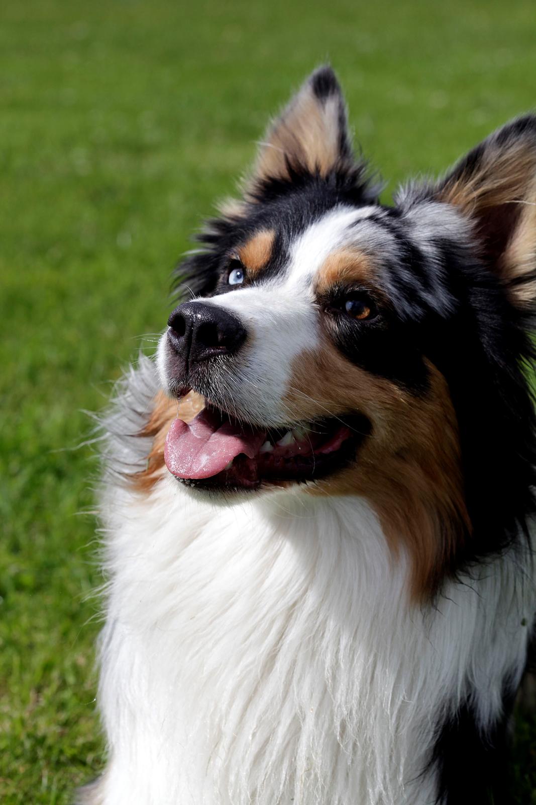 Australian shepherd Morgan <3 Sov sødt - 15½ måned  billede 5