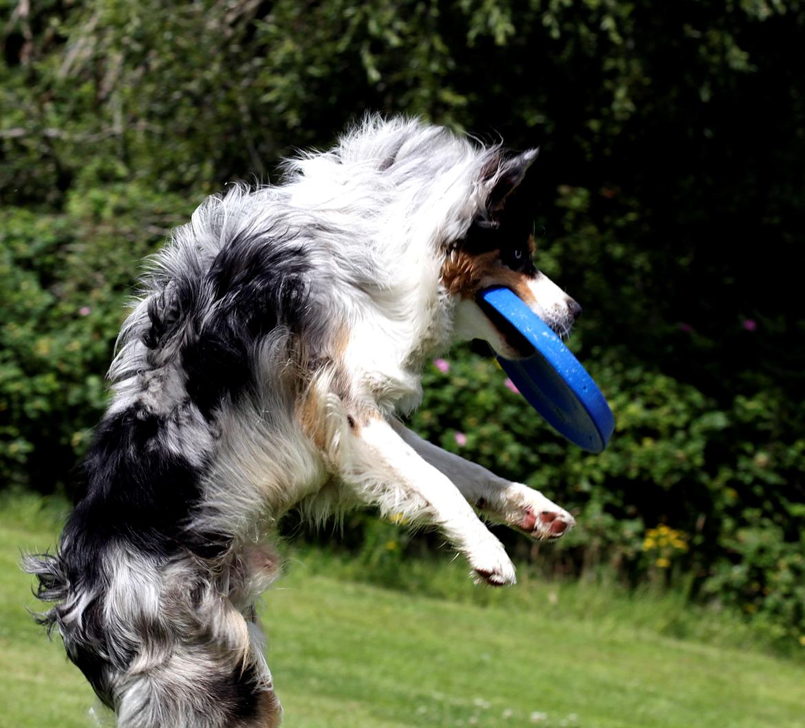 Australian shepherd Morgan <3 Sov sødt - Jeg fik den! billede 6