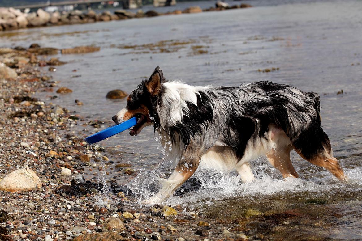 Australian shepherd Morgan <3 Sov sødt billede 7