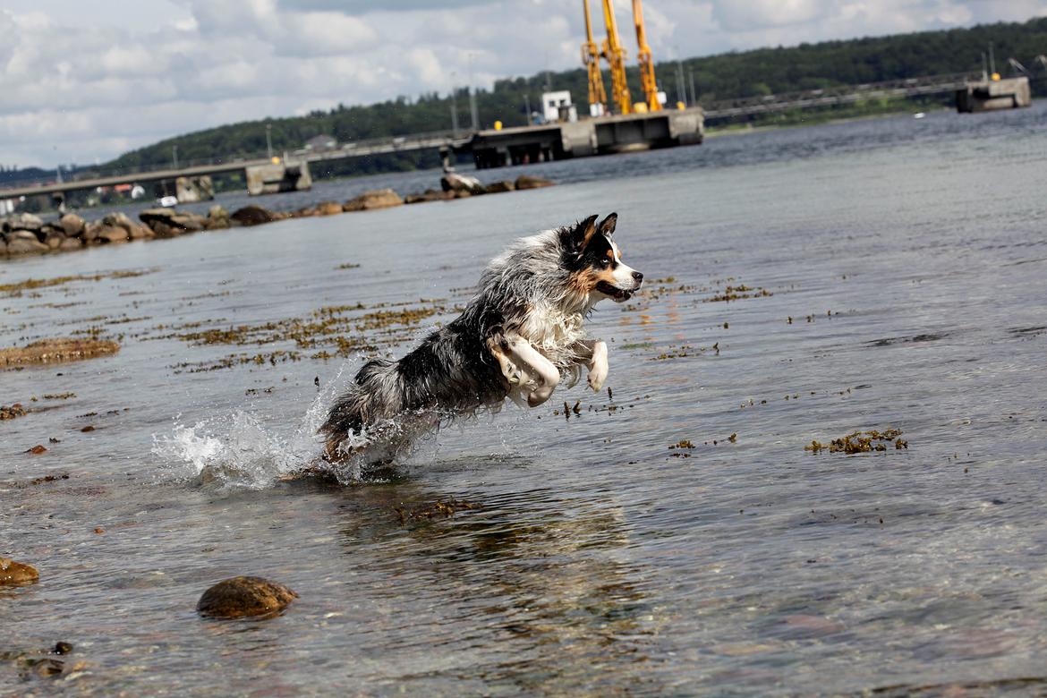 Australian shepherd Morgan <3 Sov sødt - Billedet siger sig selv! I fuld 4-spring billede 8