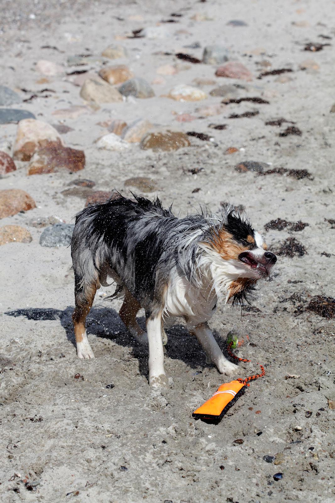 Australian shepherd Morgan <3 Sov sødt - Uhhh man blir' våd! billede 9