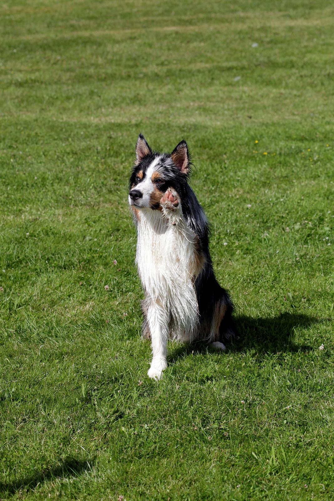 Australian shepherd Morgan <3 Sov sødt - Farvel & på Gensyn ;) billede 26