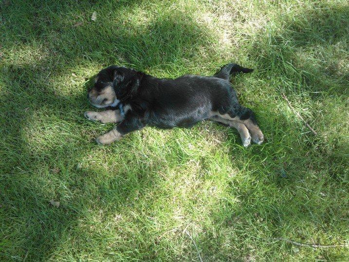 Cocker spaniel Smilla - En død hund i sommervarmen:D Hun var godt nok træt:
Juli 2012 billede 17