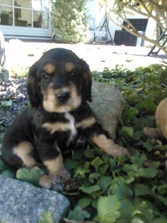 Cocker spaniel Smilla - En dejlig smuk lille hund:D
Juli2012 billede 2