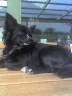 Chihuahua Tinkerbell De La Bella De Luna billede 3