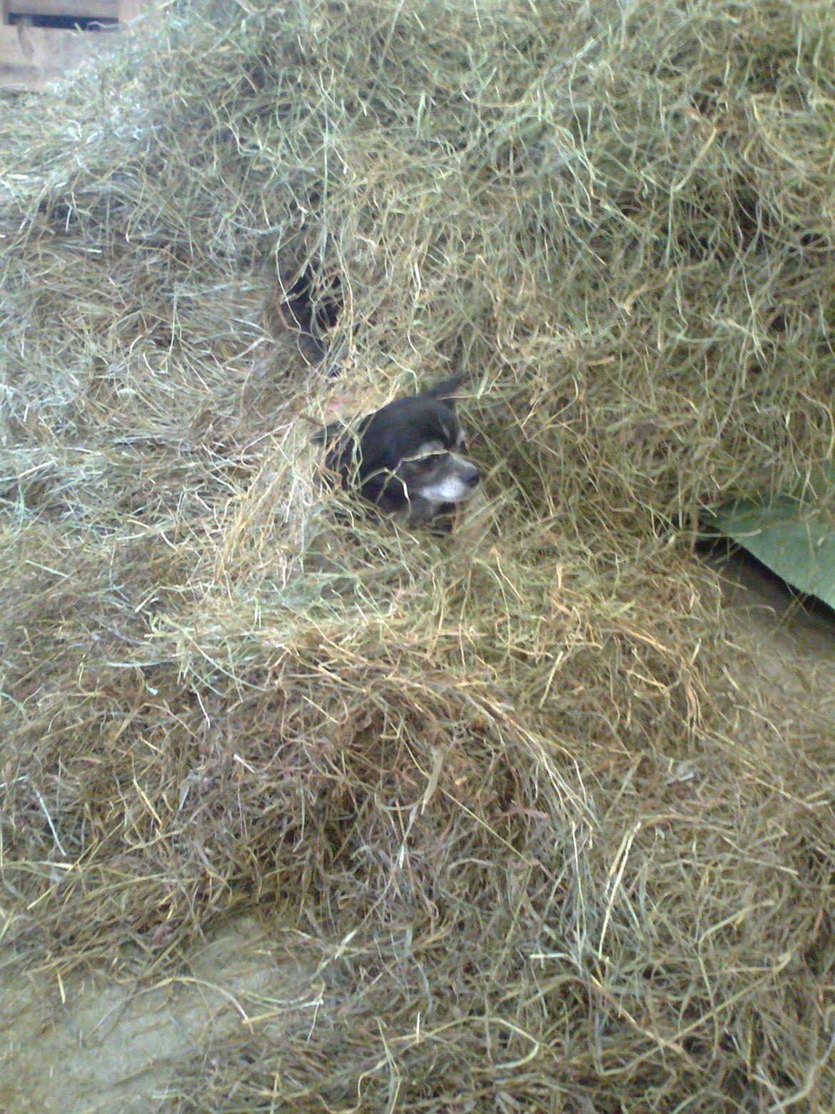 Chihuahua Tinkerbell De La Bella De Luna billede 6