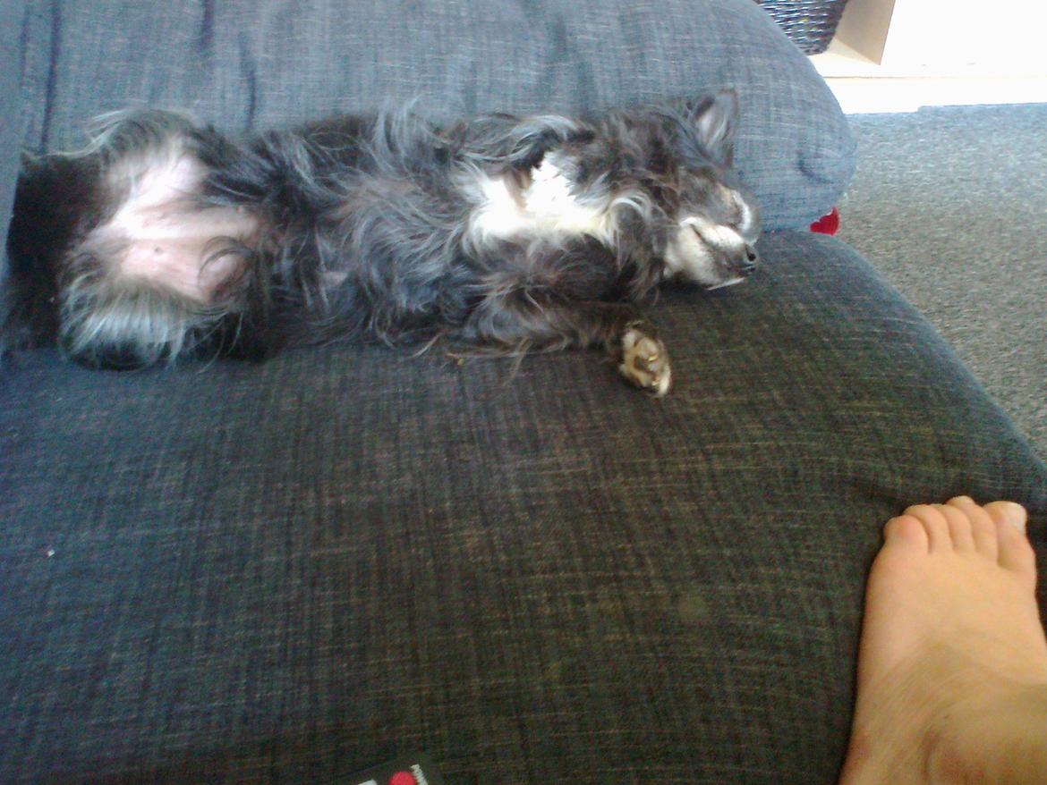 Chihuahua Tinkerbell De La Bella De Luna billede 7