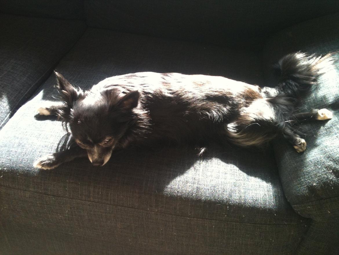 Chihuahua Tinkerbell De La Bella De Luna billede 8