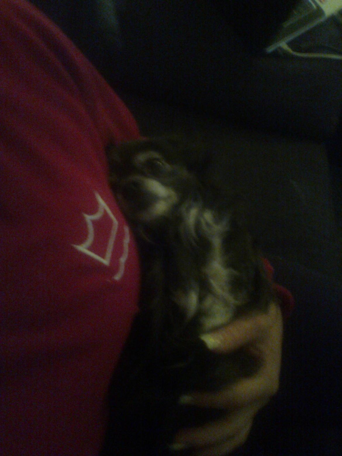 Chihuahua Tinkerbell De La Bella De Luna billede 9