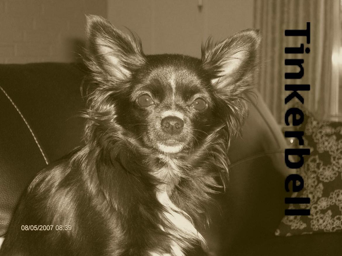 Chihuahua Tinkerbell De La Bella De Luna billede 10