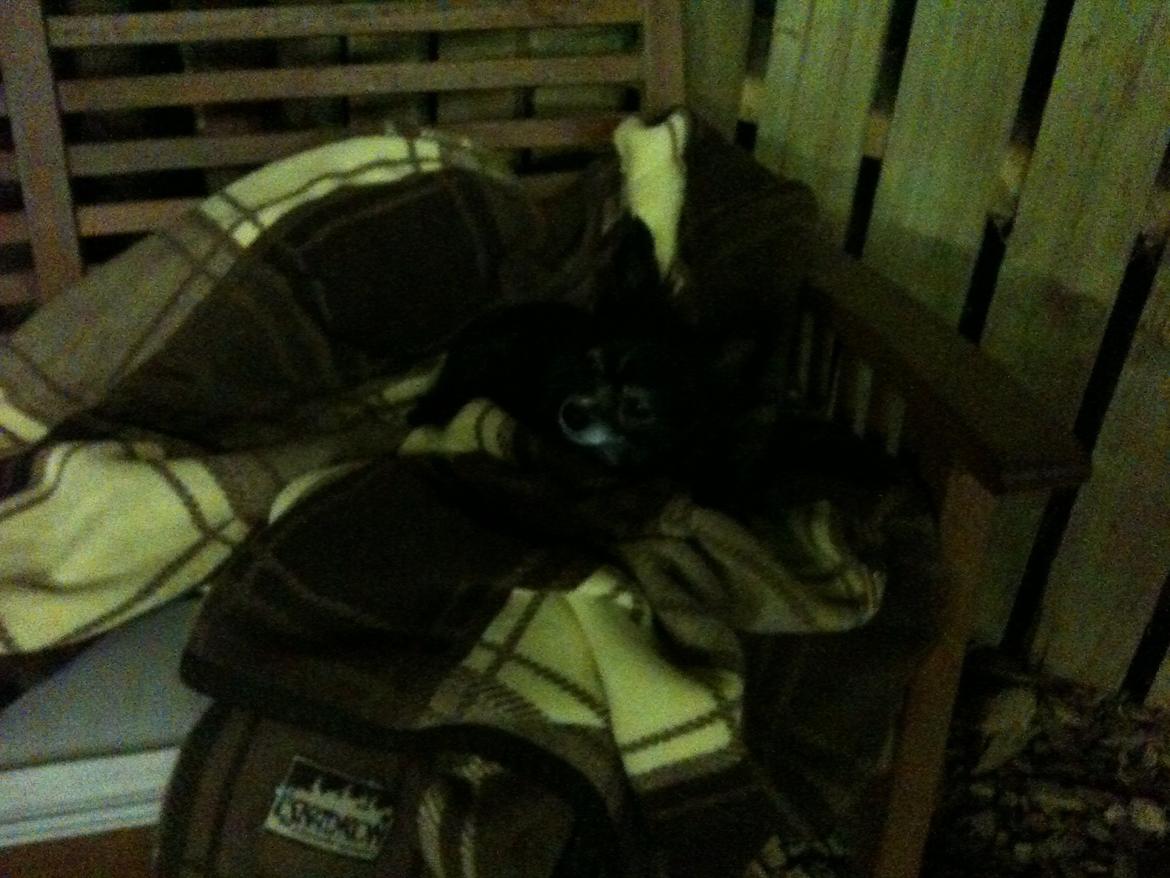 Chihuahua Tinkerbell De La Bella De Luna billede 11