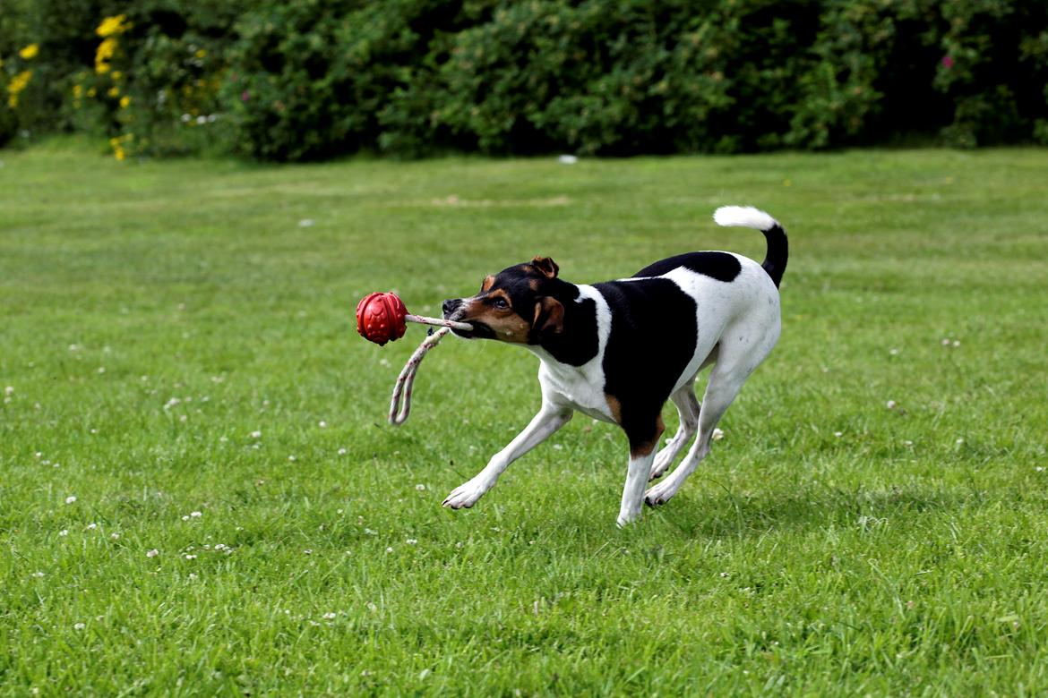 Dansk svensk gaardhund Pixel  <3 - Grrrr... billede 6