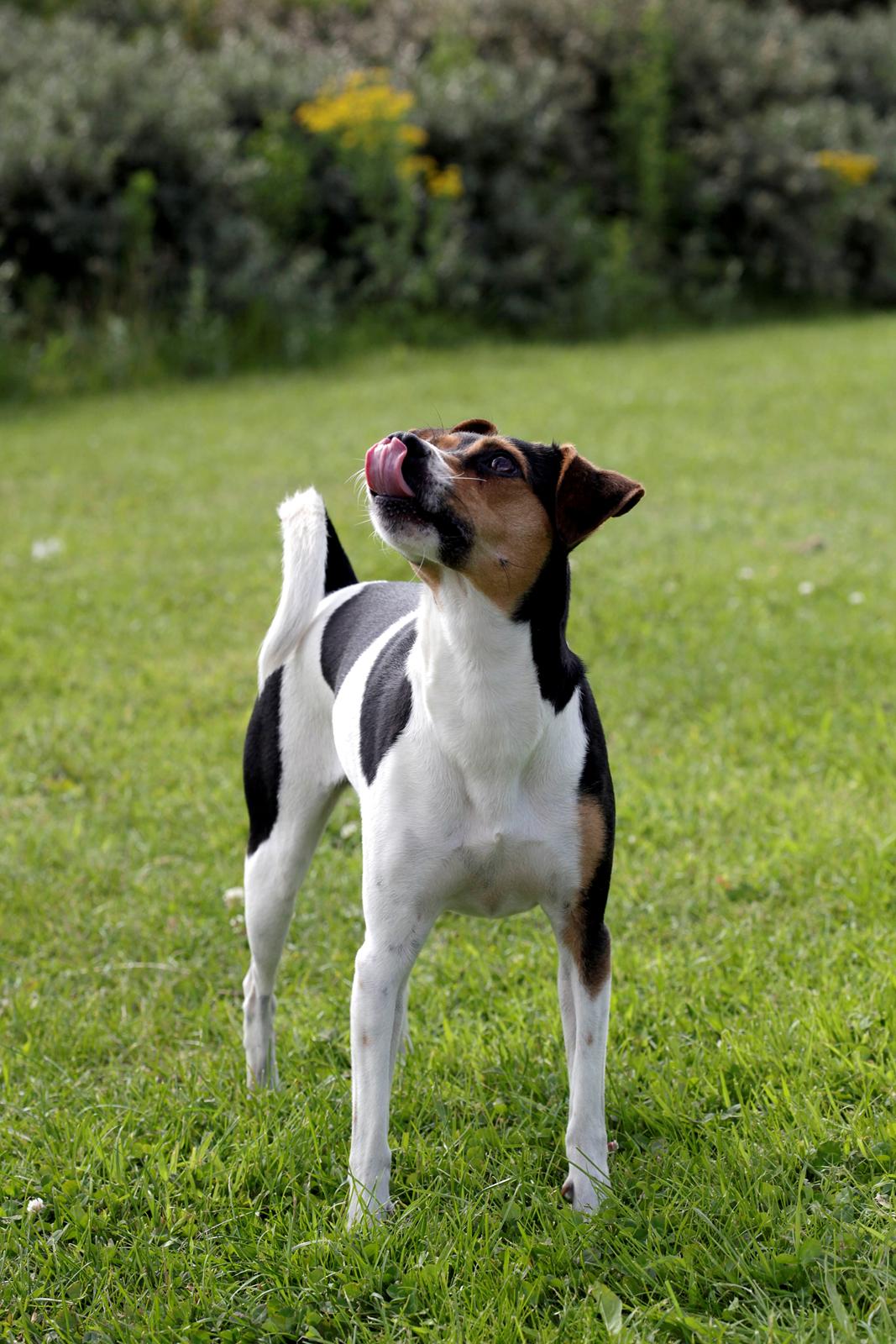 Dansk svensk gaardhund Pixel  <3 - Velkommen til min profil, læg gerne en kommentar og en bedømmelse ;) billede 1