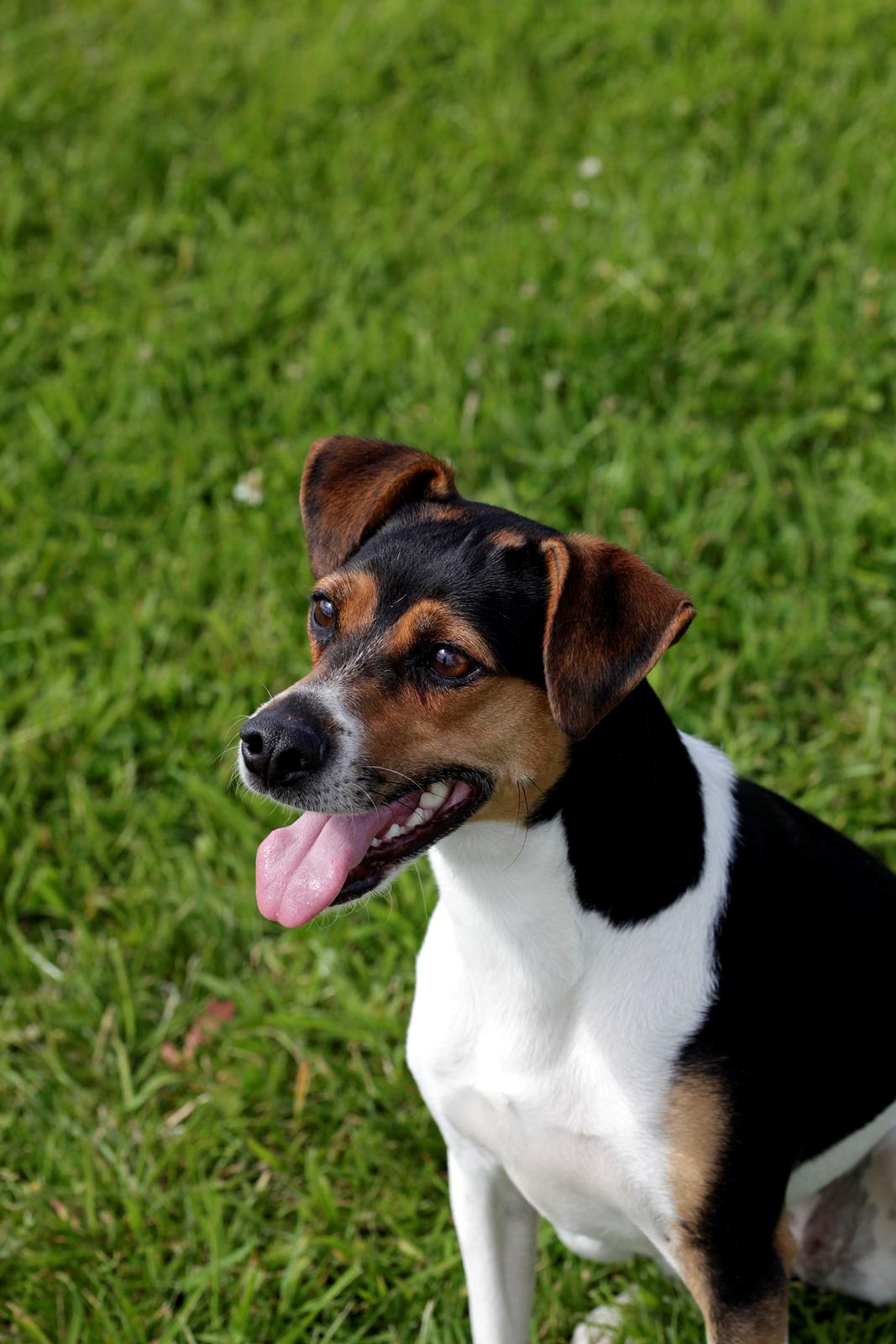 Dansk svensk gaardhund Pixel  <3 - Dejlige Pixel! billede 4