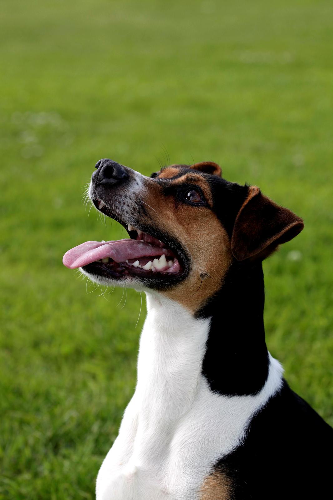 Dansk svensk gaardhund Pixel  <3 - <3 <3 billede 7