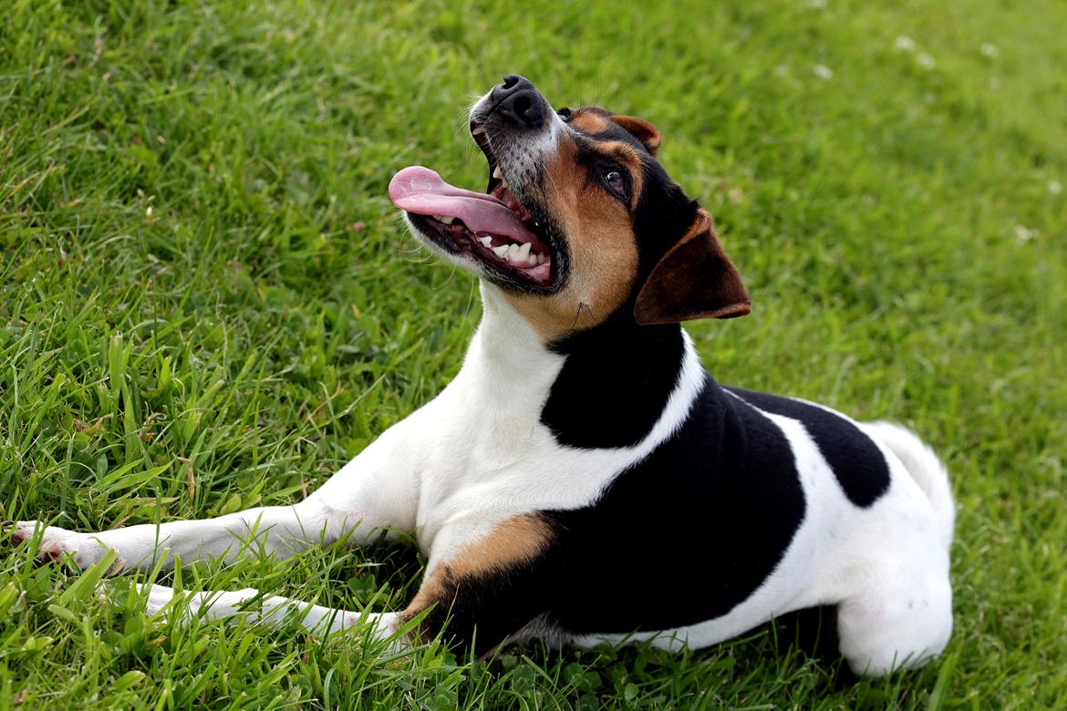 Dansk svensk gaardhund Pixel  <3 - Smukke Pixel 3½ år billede 5