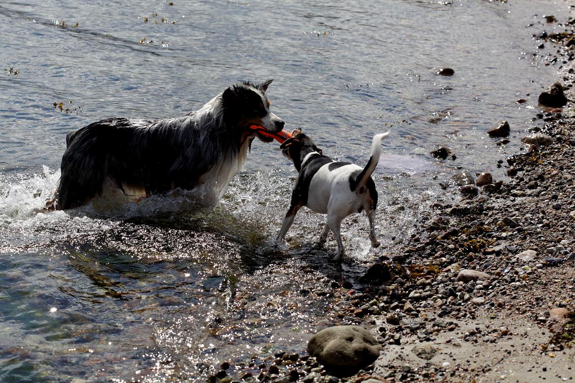 Dansk svensk gaardhund Pixel  <3 - Det er altså min den der Morgan! billede 3