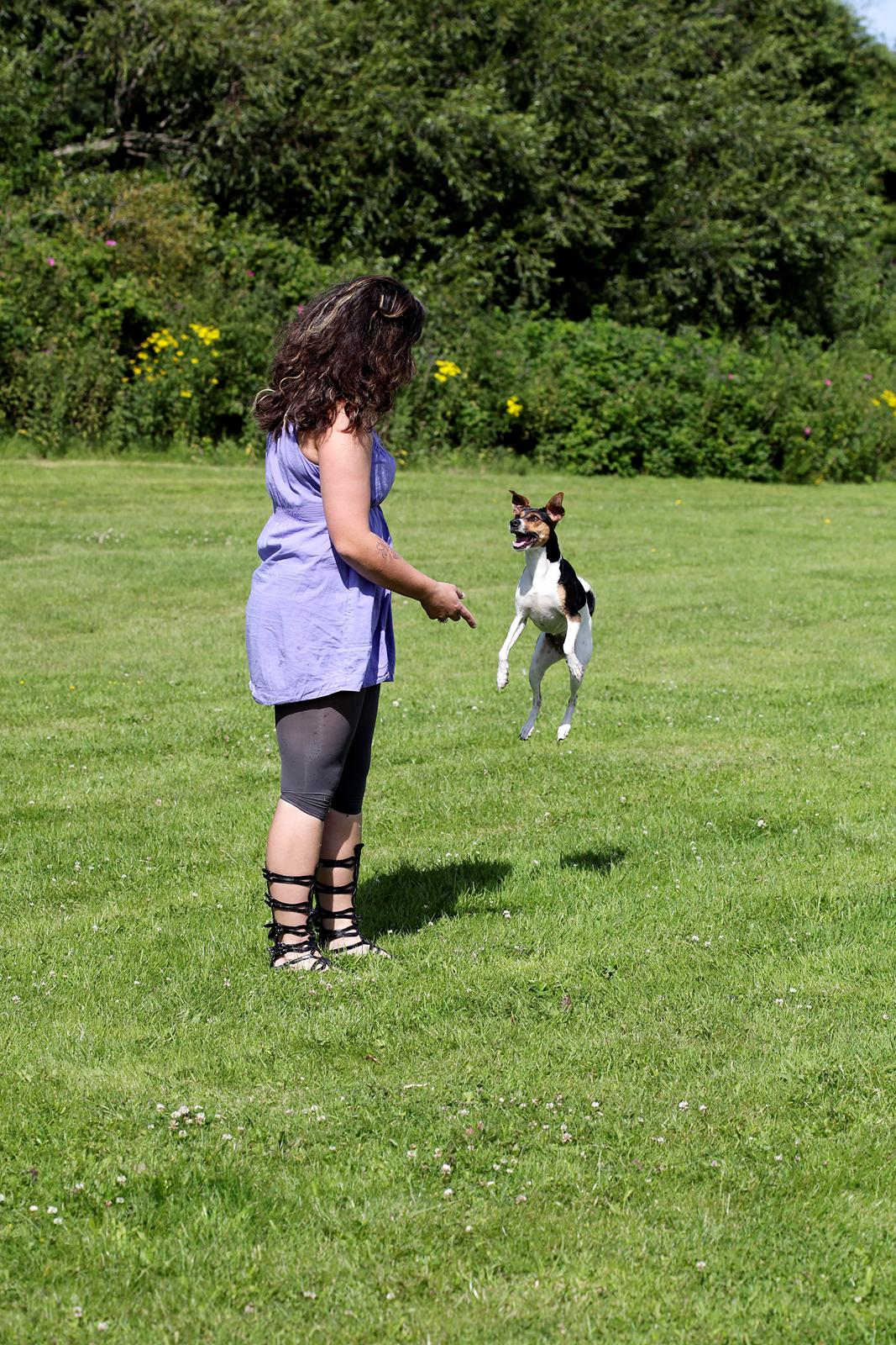 Dansk svensk gaardhund Pixel  <3 - Hop hop :) ..En kommando hun kan! billede 2