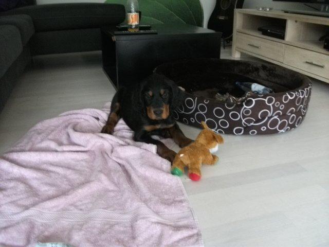 Gordon setter Zibbo billede 3