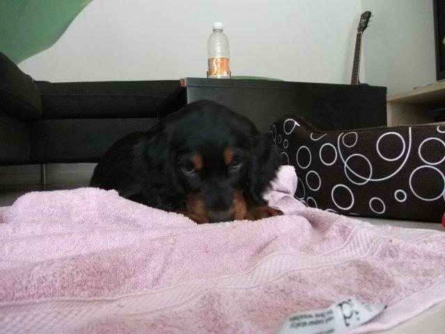 Gordon setter Zibbo billede 4