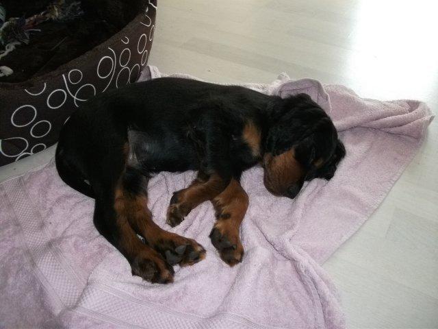 Gordon setter Zibbo billede 11