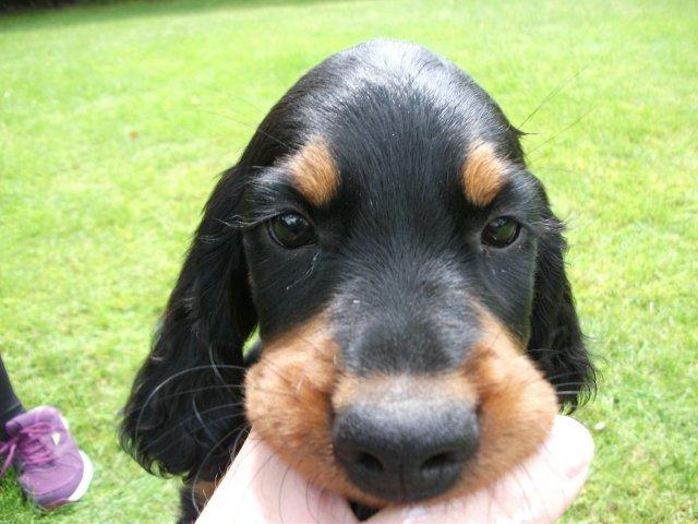 Gordon setter Zibbo billede 5