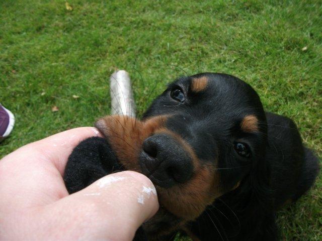 Gordon setter Zibbo billede 6