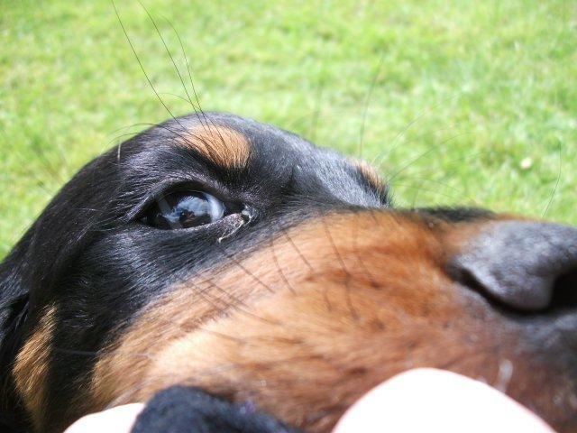 Gordon setter Zibbo billede 7