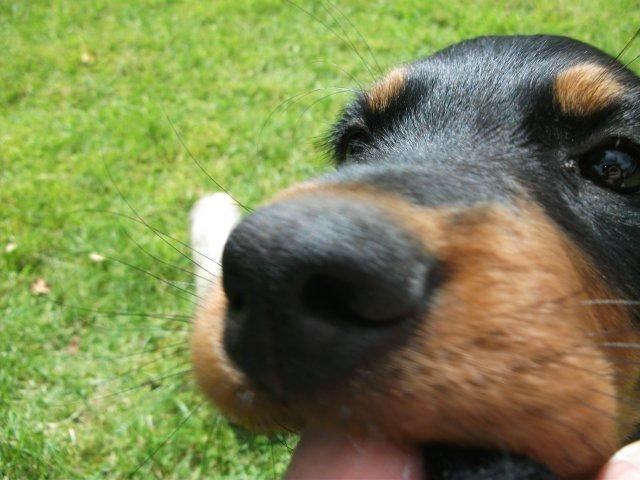 Gordon setter Zibbo billede 8