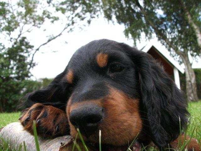 Gordon setter Zibbo billede 9