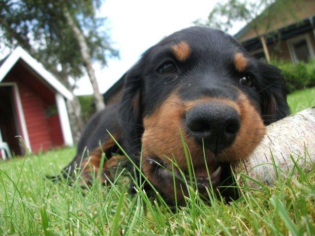 Gordon setter Zibbo billede 10