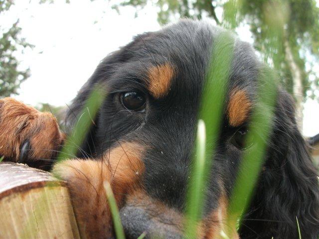 Gordon setter Zibbo billede 12
