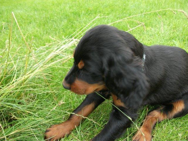 Gordon setter Zibbo billede 13