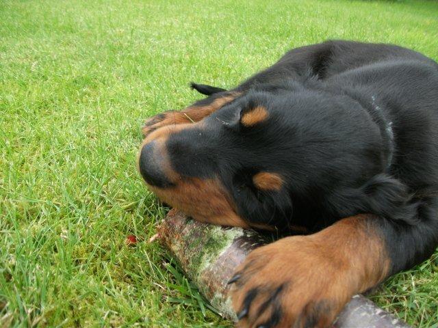 Gordon setter Zibbo billede 14