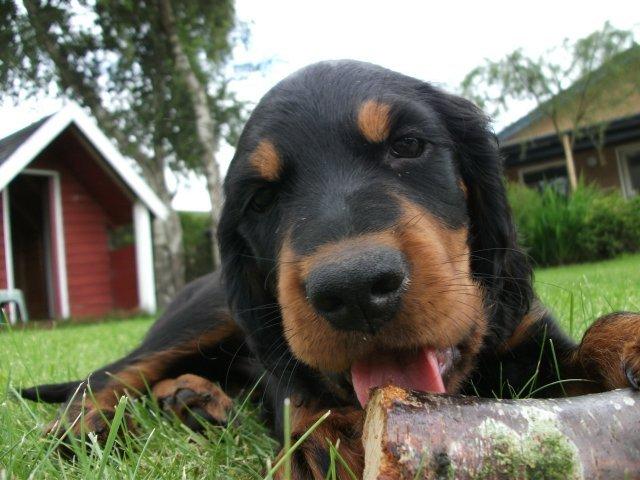 Gordon setter Zibbo billede 1