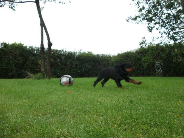 Gordon setter Zibbo billede 15