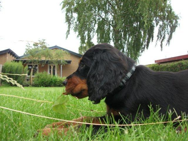 Gordon setter Zibbo billede 16