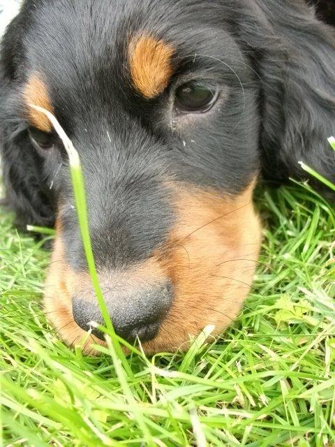 Gordon setter Zibbo billede 17