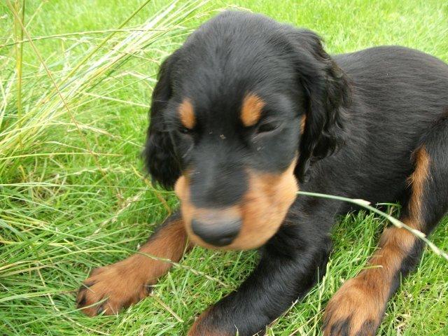 Gordon setter Zibbo billede 18