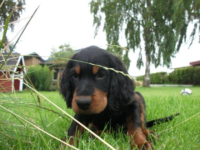 Gordon setter Zibbo billede 2