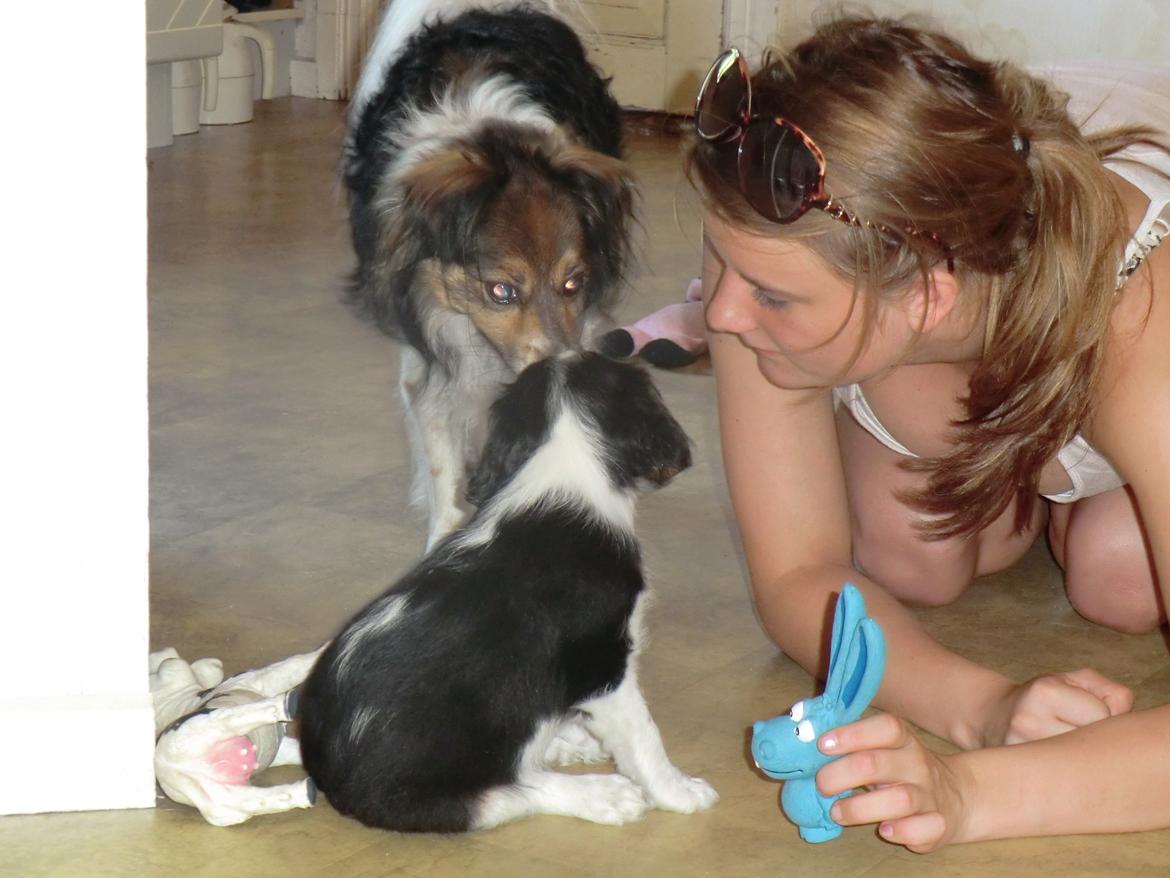 Cavalier king charles spaniel Basse Dion -  Her er Basse og vores anden hund Mons, den første dag. billede 5