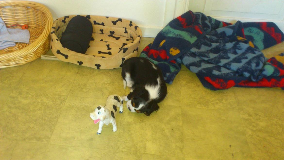 Cavalier king charles spaniel Basse Dion billede 8