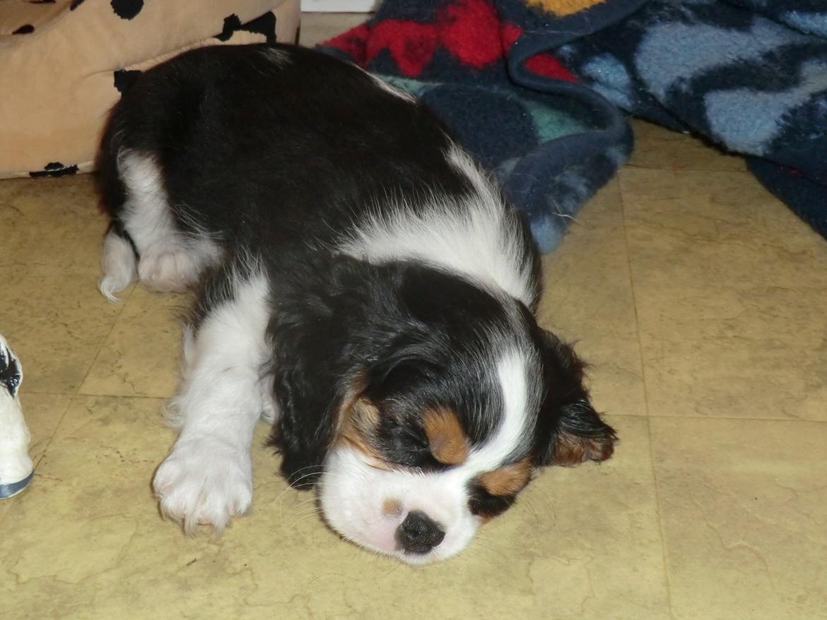 Cavalier king charles spaniel Basse Dion billede 9