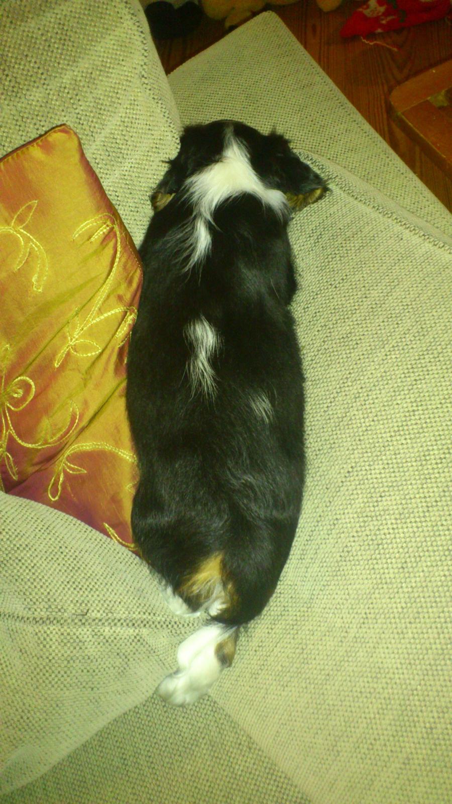 Cavalier king charles spaniel Basse Dion billede 11