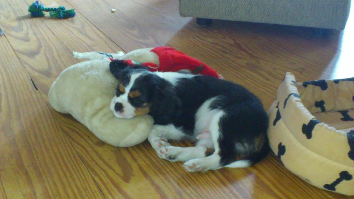 Cavalier king charles spaniel Basse Dion billede 12