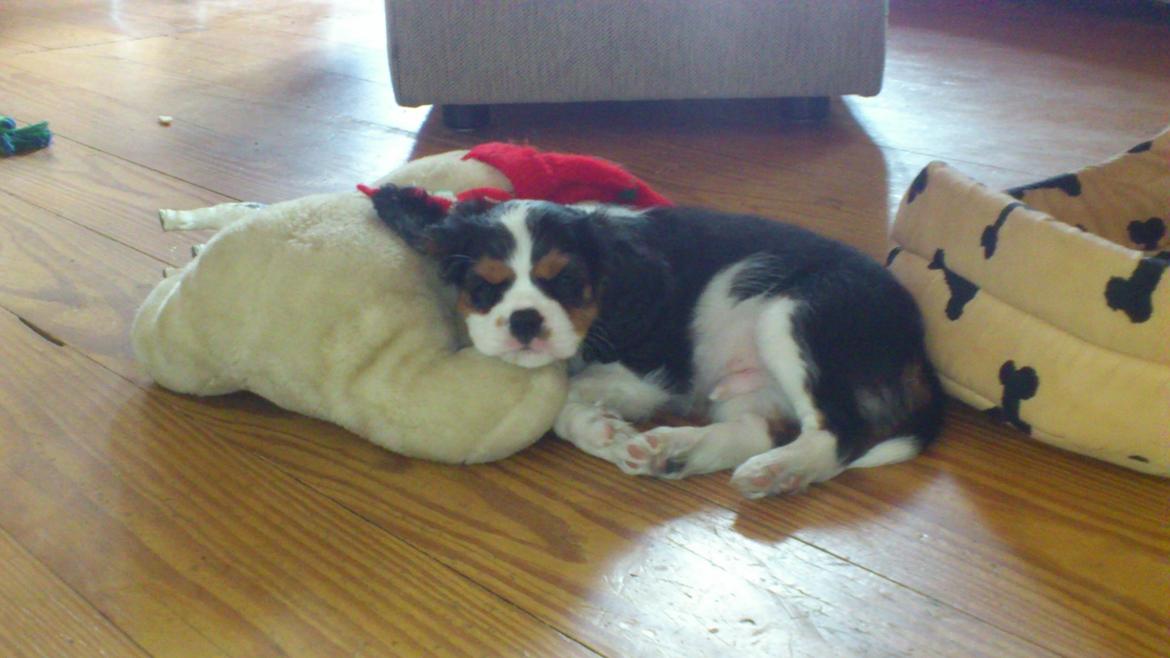 Cavalier king charles spaniel Basse Dion billede 14